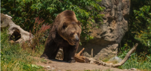 A Bear Attack 27,500 Years Ago