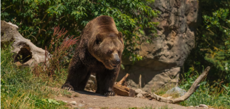 A Bear Attack 27,500 Years Ago