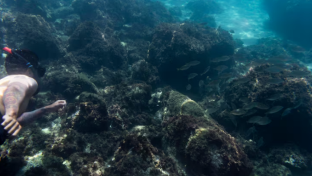 New Deep-Sea Discovery at 10000 Meters Stuns Researchers