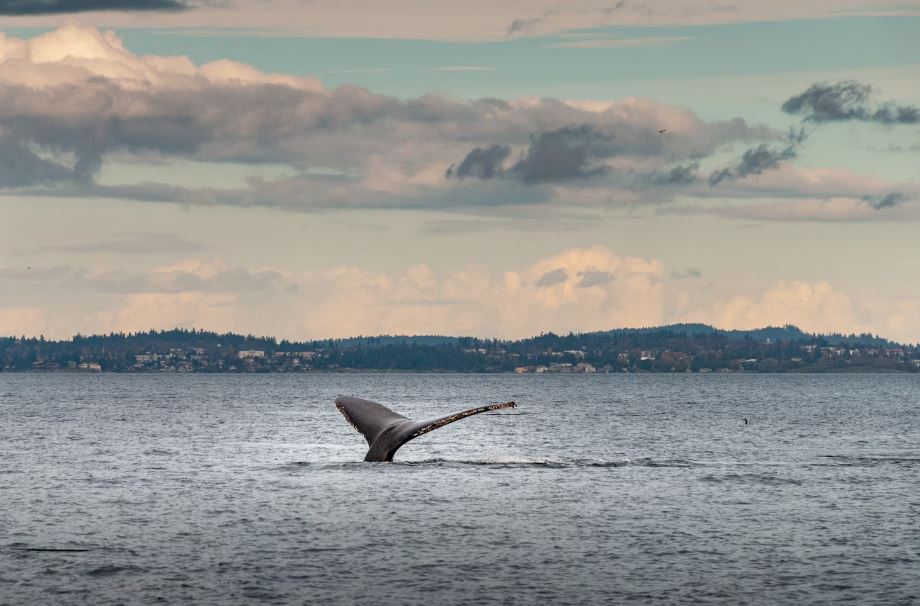 A Pod of 200 Sperm Whales Was Found Beached in Western Australia. The Cause Has Scientists Divided.