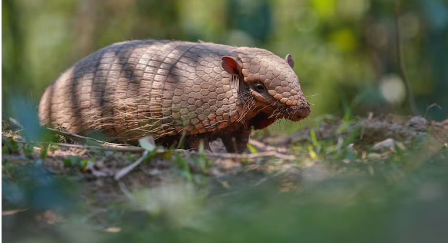 The Lion-Sized Armadillo: Unearthing Central Texas’s Forgotten Megafauna The Lion-Sized Armadillo