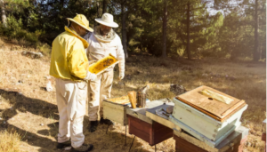 AI Agents Are Now Acting Like a Swarm of Bees