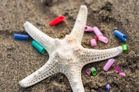 Microplastics Found in Deep Ocean Species